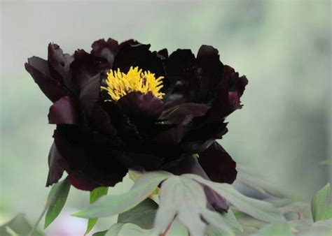黑色的花 都市風水師